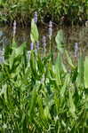 Pickerelweed